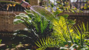 a garden hose watering garden plants