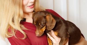a young woman holds a dachshund in her hands