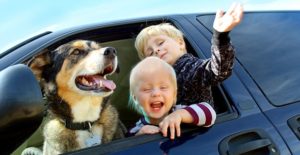 a dog and babies hang their heads out of a car window because they are excited about pet insurance