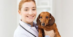 Household Medications That Are Safe (or Not) to Give Your Pet